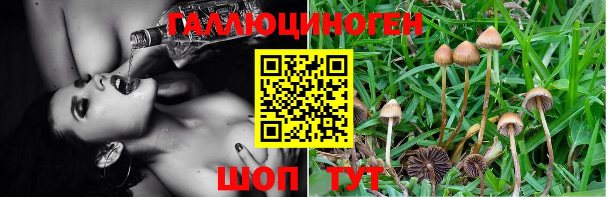Галлюциногенные грибы MAGIC MUSHROOMS  Вход с VPN  Псилоцибиновые грибы Magic Shrooms  Камышлов 